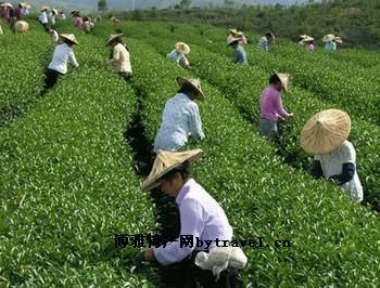 黎平茶叶图文介绍