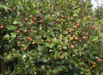 黎平侗乡油茶图文介绍