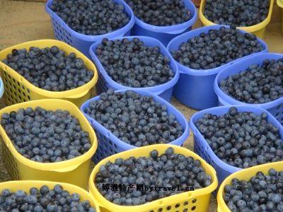 麻江蓝莓，贵州黔东南州特产麻江蓝莓图文介绍
