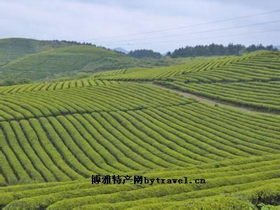 瓮安茶叶，贵州黔南州特产瓮安茶叶图文介绍