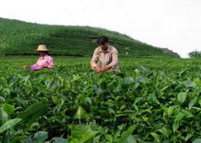 罗甸茶叶图文介绍