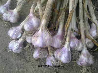 三板桥红皮大蒜图文介绍