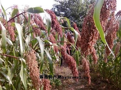 望谟高粱图文介绍