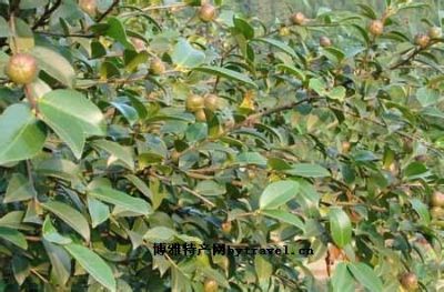 册亨油茶图文介绍