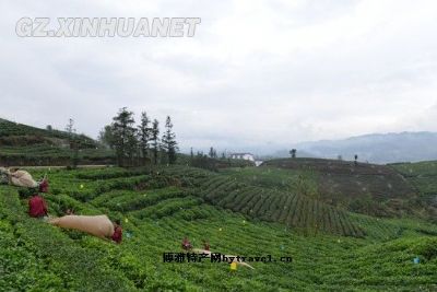 普安茶叶图文介绍