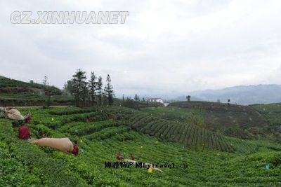 普安茶叶，贵州黔西南州特产普安茶叶图文介绍