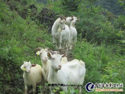 务川白山羊,贵州遵义特产务川白山羊图文介绍