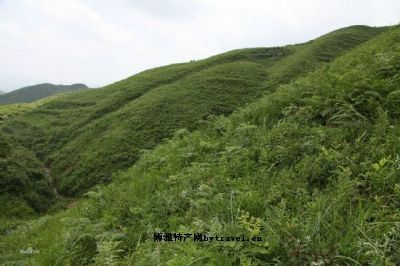 六枝龙胆草，贵州六盘水特产六枝龙胆草图文介绍