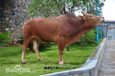 南盘江黄牛图文介绍