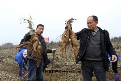 榕江葛根,贵州黔东南州特产榕江葛根图文介绍