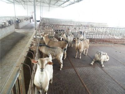 习水麻羊，贵州遵义特产习水麻羊图文介绍