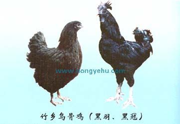 竹乡乌骨鸡,贵州遵义特产竹乡乌骨鸡图文介绍