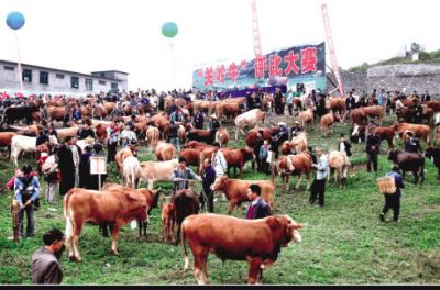 关岭黄牛,贵州安顺特产关岭黄牛图文介绍