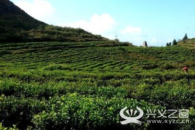 七舍茶，贵州黔西南州特产七舍茶图文介绍