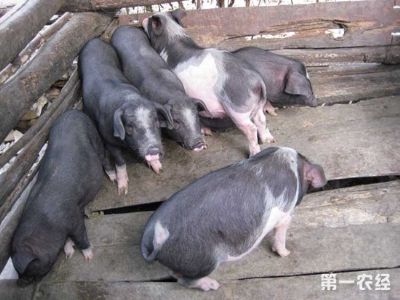 关岭猪，贵州安顺特产关岭猪图文介绍