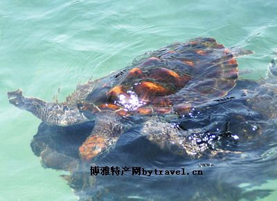 玳瑁,海南三亚特产玳瑁图文介绍