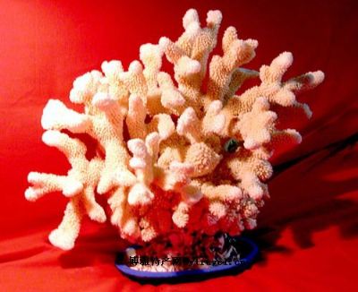 海南珊瑚，海南三亚特产海南珊瑚图文介绍
