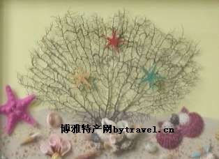 贝壳系列产品,海南海口特产贝壳系列产品图文介绍