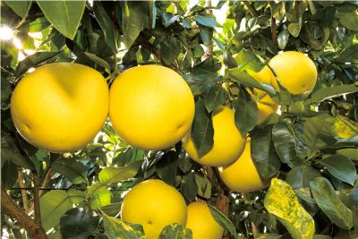 海口蜜柚,海南海口特产海口蜜柚图文介绍