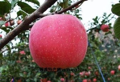 深泽红富士苹果，河北石家庄特产深泽红富士苹果图文介绍