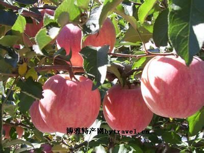 兴隆苹果,河北承德特产兴隆苹果图文介绍
