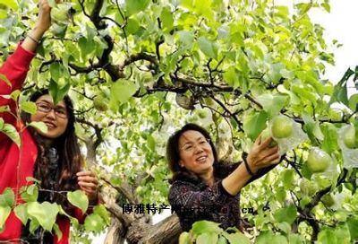 肃宁鸭梨，河北沧州特产肃宁鸭梨图文介绍