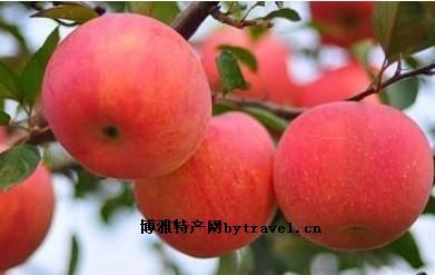 枣强红富士苹果，河北衡水特产枣强红富士苹果图文介绍