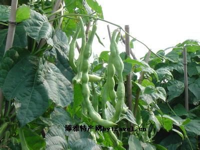 怀安架豆,河北张家口特产怀安架豆图文介绍