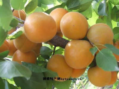 石片黄杏，河北张家口特产石片黄杏图文介绍