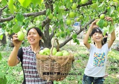 曲阳鸭梨图文介绍