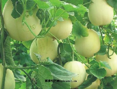 饶阳甜瓜,河北衡水特产饶阳甜瓜图文介绍