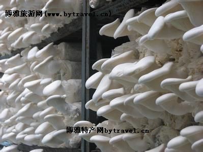 平山白灵菇,河北石家庄特产平山白灵菇图文介绍