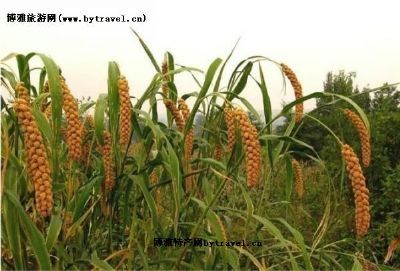 涞源小米,河北保定特产涞源小米图文介绍