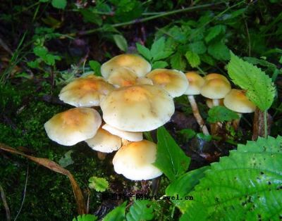 涞源山蘑,河北保定特产涞源山蘑图文介绍