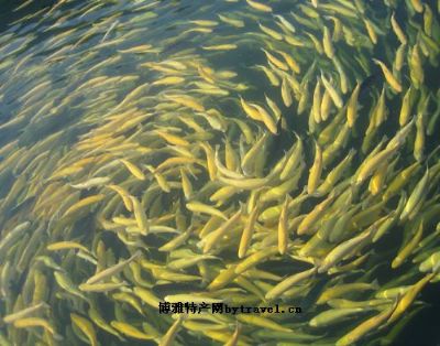 涞源虹鳟鱼,河北保定特产涞源虹鳟鱼图文介绍