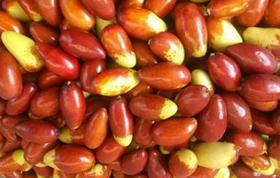 马牙枣,河北张家口特产马牙枣图文介绍