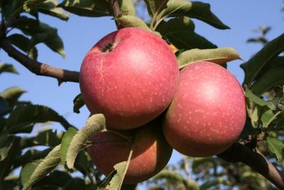 草庙子国光苹果,河北张家口特产草庙子国光苹果图文介绍