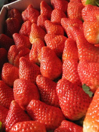 老君庄草莓，河北张家口特产老君庄草莓图文介绍