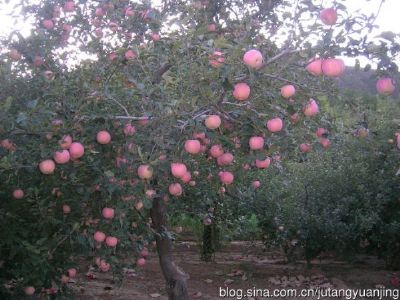 圆景苹果图文介绍