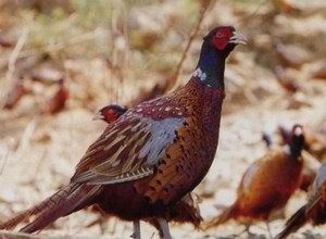 迁西七彩山鸡图文介绍