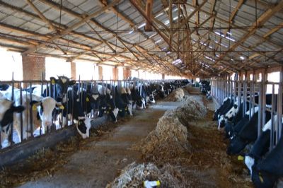 隆化肉牛,河北承德特产隆化肉牛图文介绍