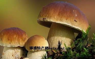 伊春牛肝菌，黑龙江伊春特产伊春牛肝菌图文介绍