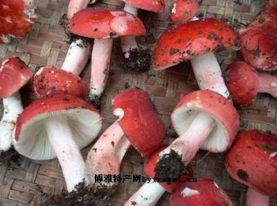 原生态红菇，黑龙江绥化特产原生态红菇图文介绍