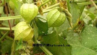 甜菇茑,黑龙江绥化特产甜菇茑图文介绍