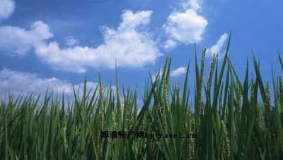 立陡山绿色水稻，黑龙江大庆特产立陡山绿色水稻图文介绍