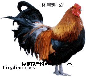 林甸鸡，黑龙江大庆特产林甸鸡图文介绍