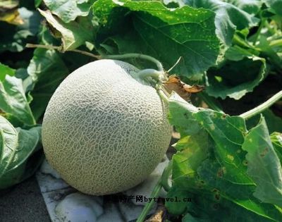 双城甜瓜,黑龙江哈尔滨特产双城甜瓜图文介绍