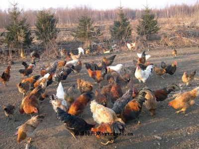 绥棱森林鸡，黑龙江绥化特产绥棱森林鸡图文介绍