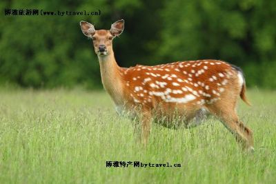 勃利梅花鹿，黑龙江七台河特产勃利梅花鹿图文介绍