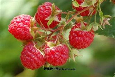 红林之莓，黑龙江牡丹江特产红林之莓图文介绍